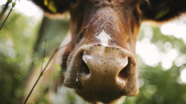 Naudan alkuperäkysely on eläimen rekisteröintitietojen tarkistukseen tarkoitettu palvelu teurastamoille, eläinvälittäjille ja viljelijöille.