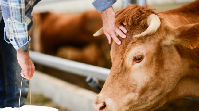 Med Köttproduktion-modulen får du en sammanfattning av nyckeltalen för din köttbesättning och övriga grafer om besättningens uppgifter.