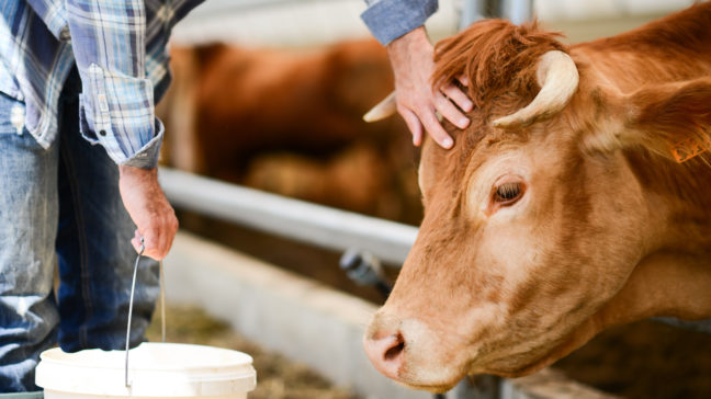 Lihantuotantomoduulissa saat käyttöösi useita karjan tilasta kertovia mittareita ja laajan lihantuotannon aloitussivun.