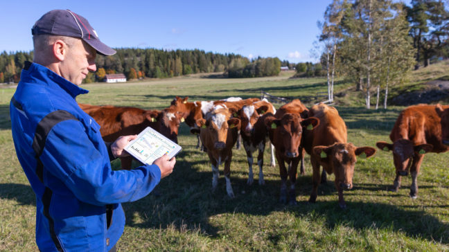 Minun Maatilani -nautaohjelmistossa voit koota tilasi tuotantosuuntaan sopivimman ohjelmakokonaisuuden.